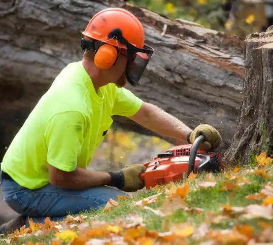 tree services Boyle